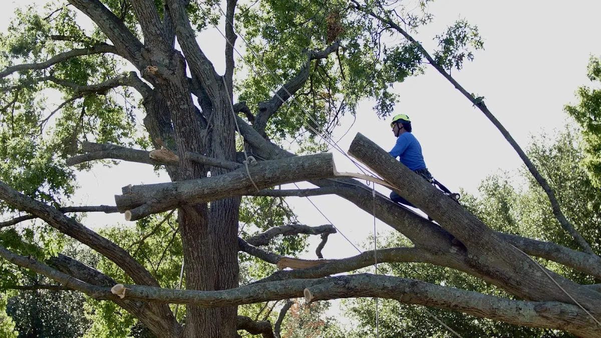 Professional Hazardous Tree Removal performed by certified arborists in Davenport
